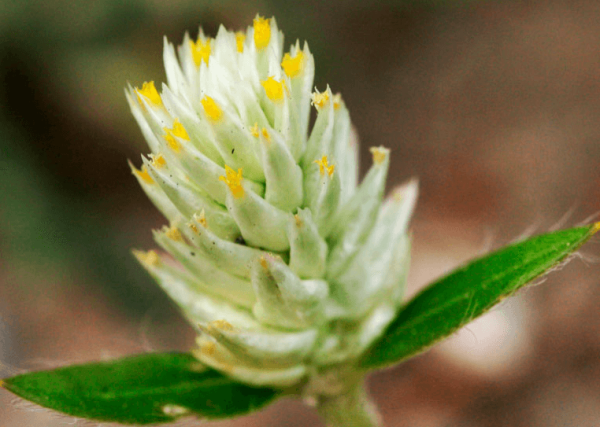 Уникальный цветок гомфрена и его правильное выращивание