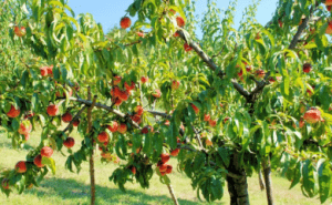 Выбираем персиковые деревья для вашего сада