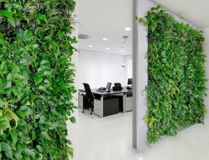 Озеленение офисов под ключ от компании «Грин Премиум»