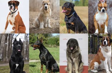 Храбрые и надежные: лучшие породы собак для охраны частного дома