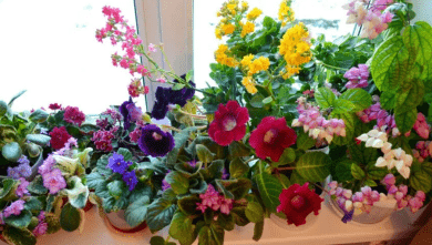 Цветы в нашем доме: украшение или оберег