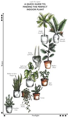 Как выбрать растения для дома