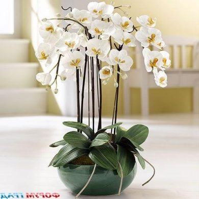 Орхидея или как вырастить счастье
