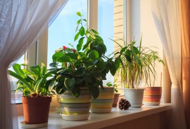 Горшки для комнатных растений