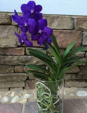 Ванда – королевская орхидея