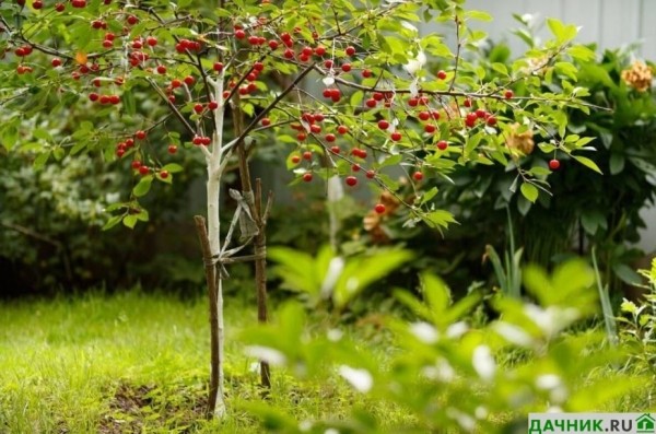 Чем подкормить вишню и черешню для обильного плодоношения: советы опытного садовода