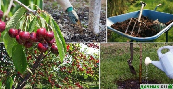 Чем подкормить вишню и черешню для обильного плодоношения: советы опытного садовода
