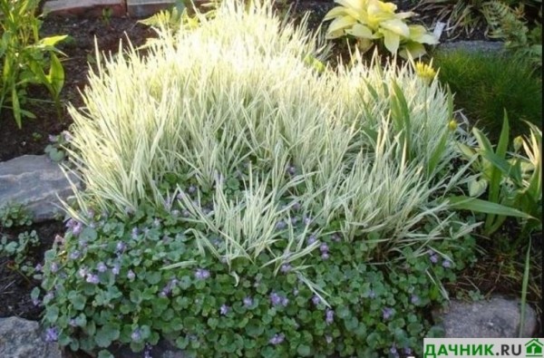 Трава Бухарник: описание почвопокровника и секреты выращивания украшения для сада