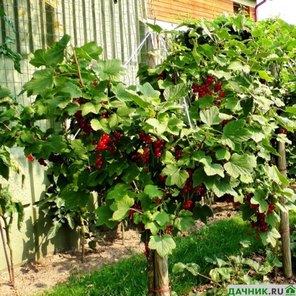 Выращивание штамбовой смородины: рекомендации от садовода