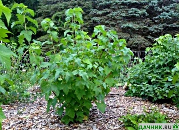Советы опытного садовода об уходе и размножении чёрной смородины