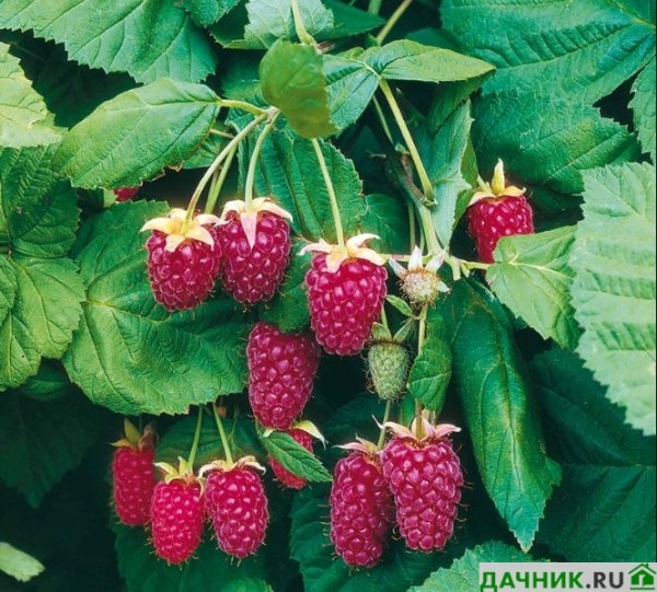 Ежемалина: характеристики ягодной культуры и особенности выращивания