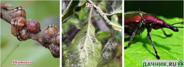 Вишнеслива: описание и выращивание сливово-вишнёвого гибрида