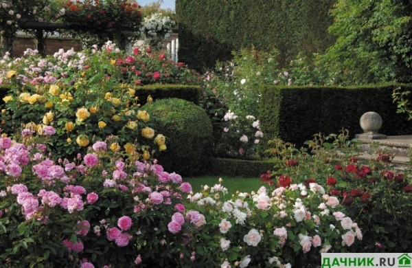 Как правильно ухаживать за кустовыми розами летом?