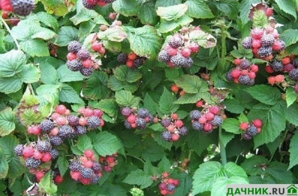 Чёрная малина Кумберленд: описание и секреты выращивания ягодной культуры