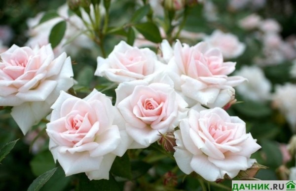 Почему не цветут розы: ответы от садовода с опытом выращивания