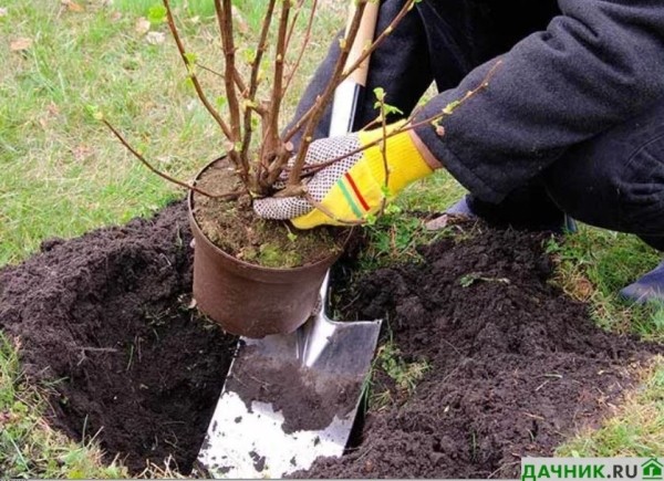 Выращивание штамбовой смородины: рекомендации от садовода