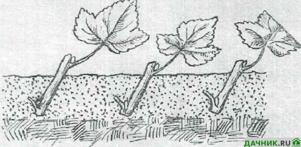 Чёрная малина Кумберленд: описание и секреты выращивания ягодной культуры