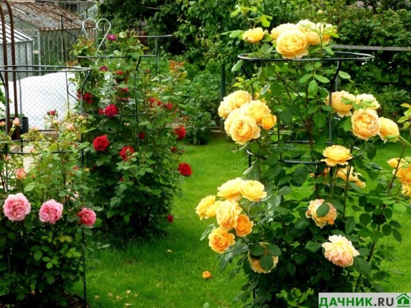 Как правильно ухаживать за кустовыми розами летом?