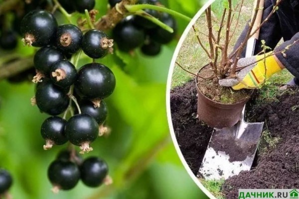 Советы опытного садовода об уходе и размножении чёрной смородины