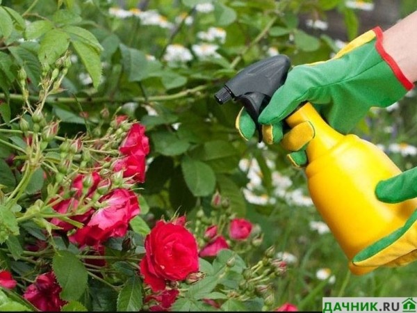 Почему не цветут розы: ответы от садовода с опытом выращивания