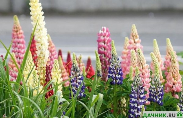 Цветок Люпин: руководство по выращиванию многолетника от опытного цветовода