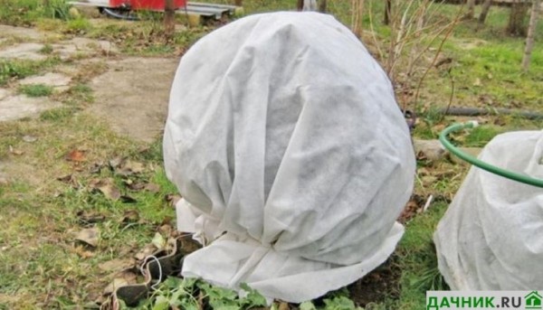 Кустарник Гуми: полезное и декоративное украшение для вашего сада