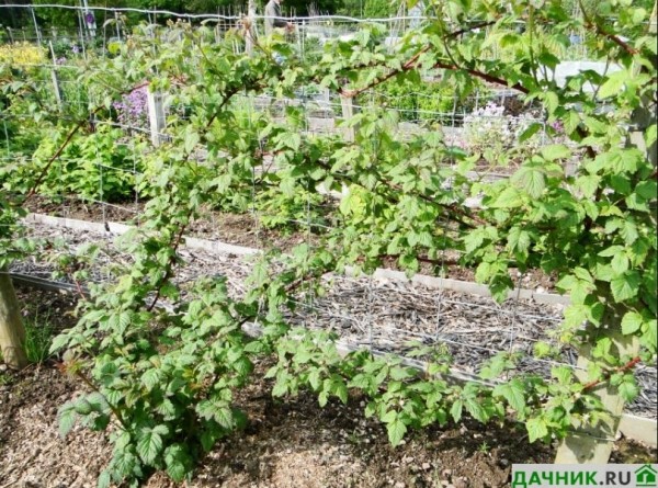 Ежемалина: характеристики ягодной культуры и особенности выращивания