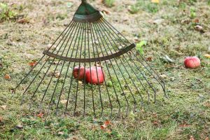 Как выбрать садовый инструмент для собственного использования на даче