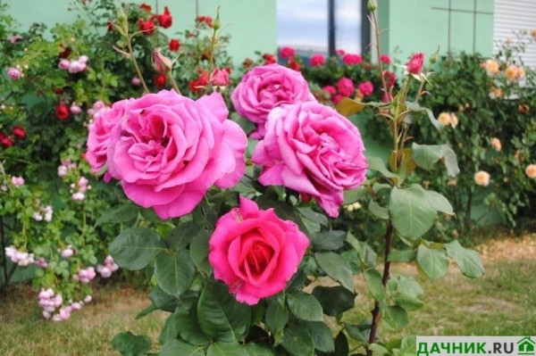 Обзор лучших зимостойких сортов роз для вашего сада