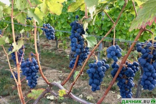 Зачем нужна обрезка винограда летом и как её выполняют?