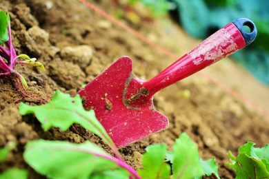 Что такое плодородная почва и ее преимущества