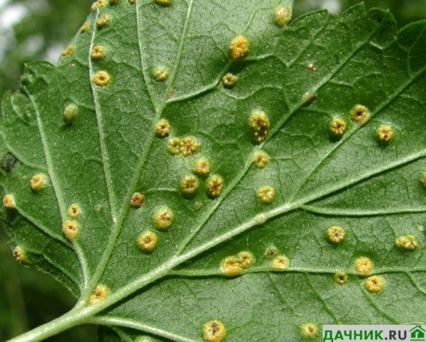 Чем правильно лечить ржавчину на листьях смородины?