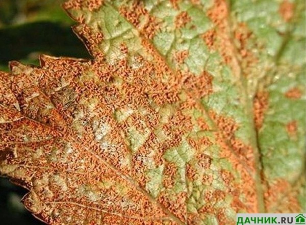 Чем правильно лечить ржавчину на листьях смородины?