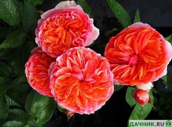 Обзор лучших зимостойких сортов роз для вашего сада