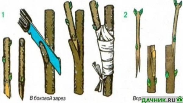 Выращивание крыжовника на штамбе: рекомендации от садовода