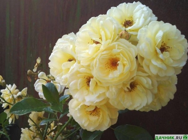 Почвопокровная роза Фейри: описание, посадка, уход и подготовка к зимовке