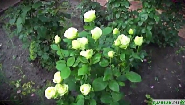 Роза чайно-гибридная Лимбо: описание, особенности выращивания