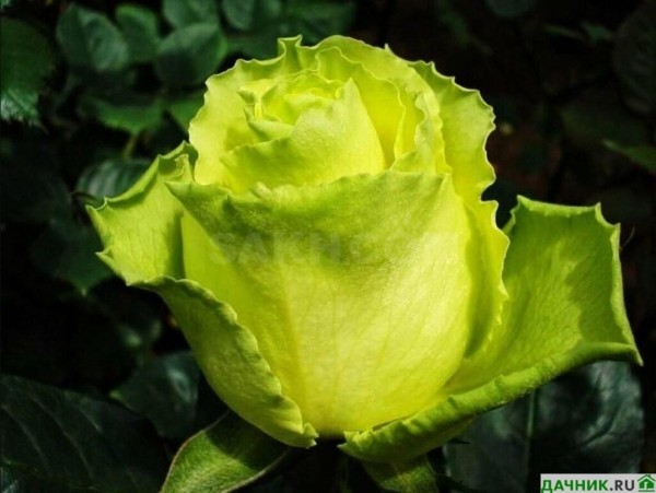 Роза чайно-гибридная Лимбо: описание, особенности выращивания