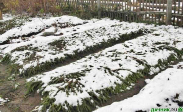 Когда и каким материалом укрывать садовую землянику на зиму?
