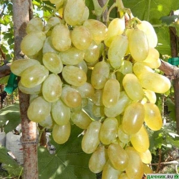 Сорт винограда Дамские пальчики: описание, нюансы выращивания, советы виноградарей