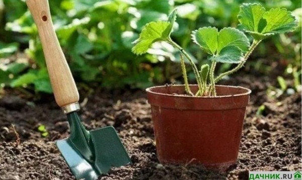 Клубника Клери: описание сорта и рекомендации садоводов по выращиванию