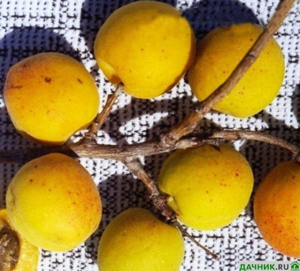 Выращиваем зимостойкий абрикос "Золотая косточка"
