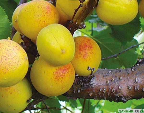 Выращиваем зимостойкий абрикос "Золотая косточка"