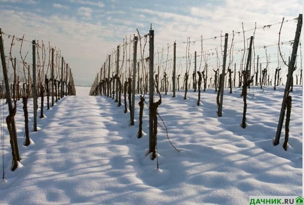 Укрытие винограда на зиму: рекомендации садоводов