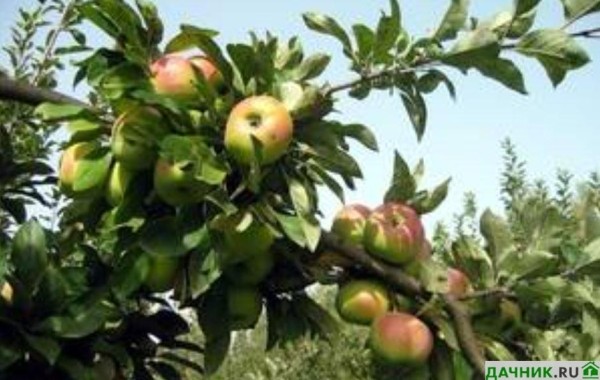 Яблоня Богатырь: описание, нюансы выращивания и советы наших садоводов