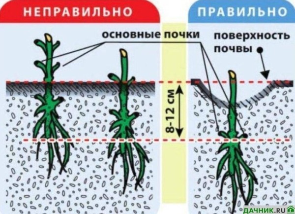Эффектный клематис Жозефина: описание и нюансы выращивания от опытных цветоводов