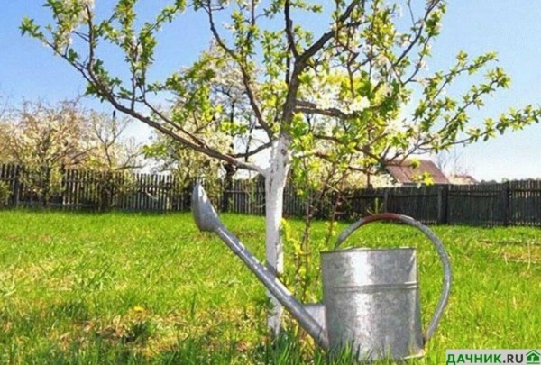 Яблоня Богатырь: описание, нюансы выращивания и советы наших садоводов