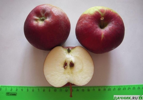 Украшаем сад с пользой: выращивание декоративной яблони Гранатовый браслет