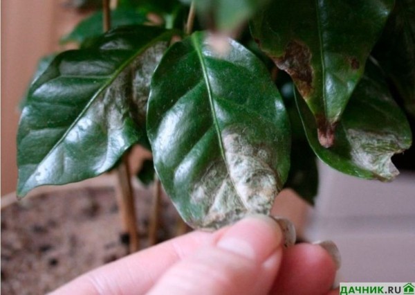 Выращивание кофейного дерева в комнатных условиях - советы от специалистов