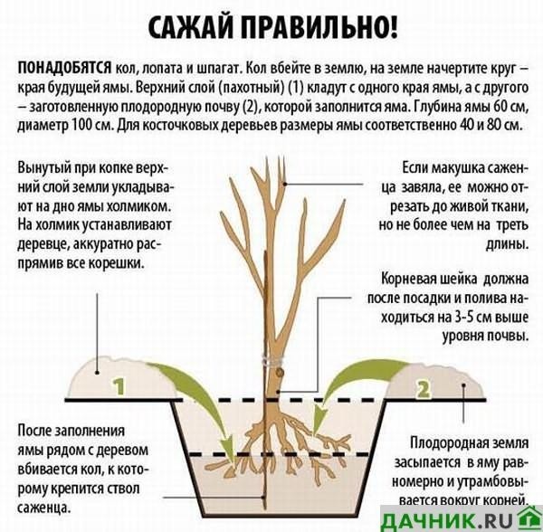 Особенности выращивания черешни Ипуть - советы от опытных садоводов
